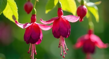 Ich erinnere an die Faszination von Fuchsia (1/10)